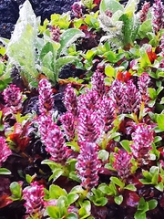 Salix berberifolia kamtschatica