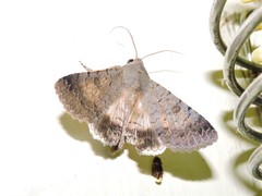 Pandesma anysa