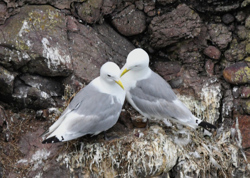Gaviota tridáctila (Rissa tridactyla)