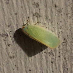 Ormenaria rufifascia