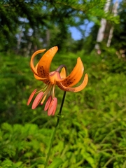 Lilium debile