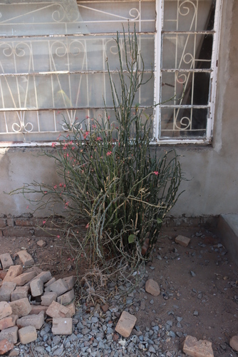 Image of Euphorbia tithymaloides by (c) Tony Rebelo, some rights reserved (CC BY-SA)