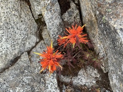 Castilleja rupicola