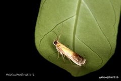 Piesmopoda semilutea