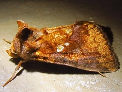 Argyrogramma verruca