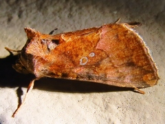 Argyrogramma verruca