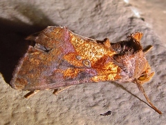 Argyrogramma verruca