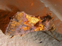 Argyrogramma verruca