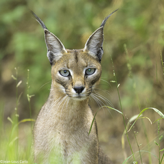 Caracal photo 3