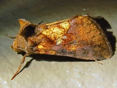 Argyrogramma verruca