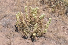Castilleja xanthotricha