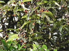 Ormosia semicastrata