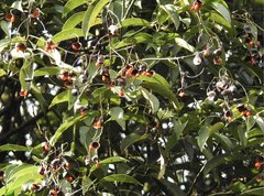 Ormosia semicastrata