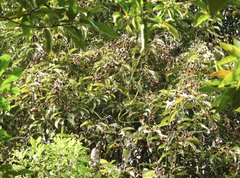 Ormosia semicastrata