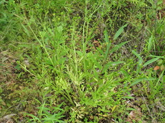 Ranunculus chinensis