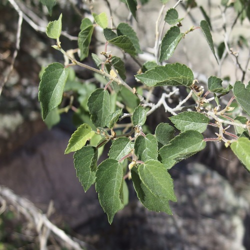 Image of Morus microphylla by (c) Sue Carnahan, some rights reserved (CC BY)