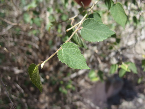 Image of Morus microphylla by (c) Sue Carnahan, some rights reserved (CC BY)