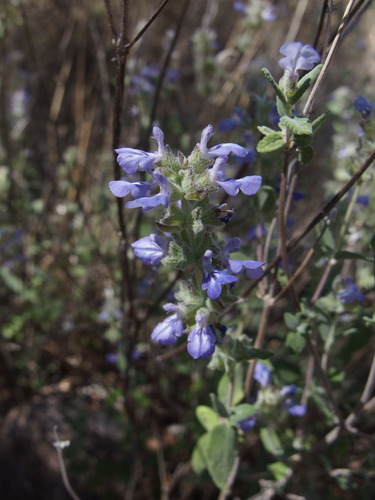 Image of Salvia parryi by (c) Sue Carnahan, some rights reserved (CC BY)