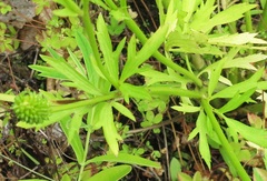 Ranunculus chinensis