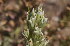 Castilleja xanthotricha