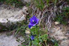 Campanula rhomboidalis