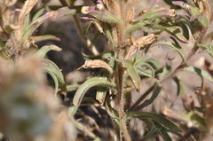 Castilleja xanthotricha