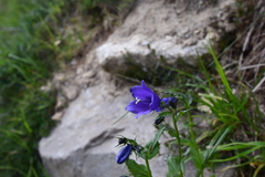 Campanula rhomboidalis