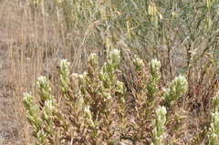 Castilleja xanthotricha