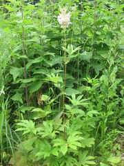 Filipendula palmata