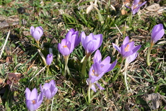 Kosanin's crocus (Crocus kosaninii)