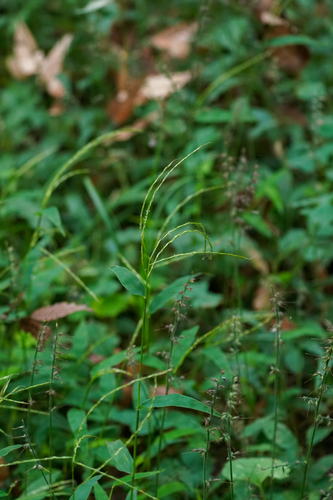 Image of Microstegium japonicum by (c) WATANABE Hitoshi 渡辺仁, some rights reserved (CC BY)