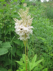 Filipendula palmata