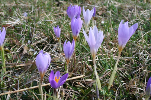 Crocus kosaninii, photograph 3