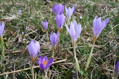 Crocus kosaninii, photograph (c) Edmundas Greimas, some rights reserved (CC BY)
