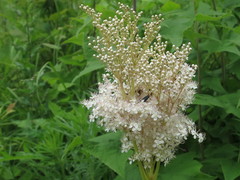 Filipendula palmata