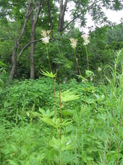 Filipendula palmata