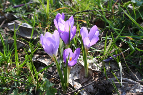 Crocus kosaninii, photograph 2