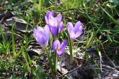 Crocus kosaninii, photograph (c) Edmundas Greimas, some rights reserved (CC BY)