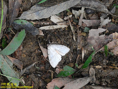Lymantria xylina
