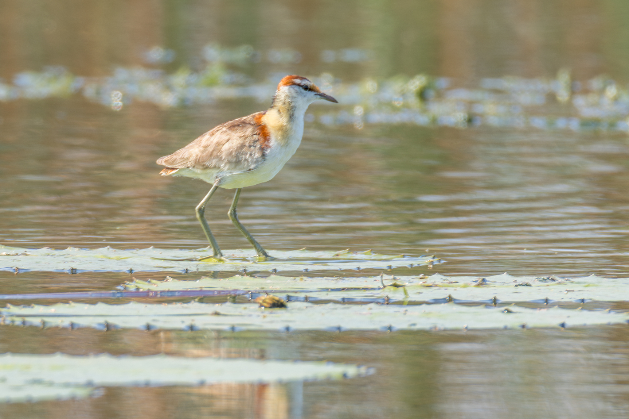 Lesser Jacana (Microparra capensis), photo 6