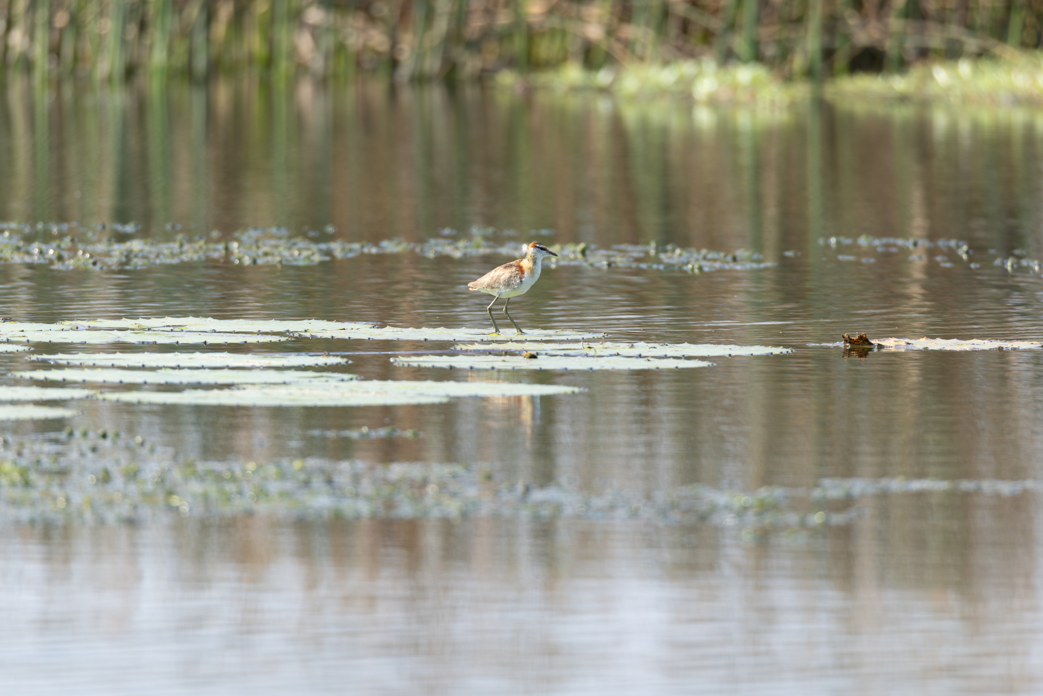 Lesser Jacana (Microparra capensis), photo 7