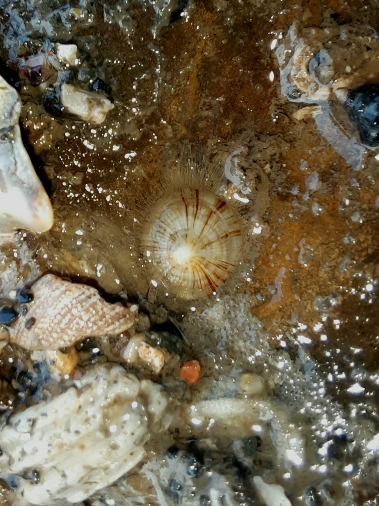Discradisca semicornea
