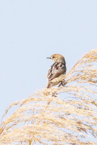 Rufous-winged Cisticola (Cisticola galactotes), photo 3