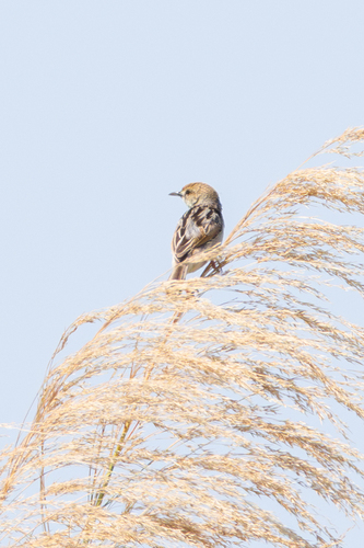 Rufous-winged Cisticola (Cisticola galactotes), photo 6