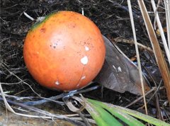 Melodinus suaveolens