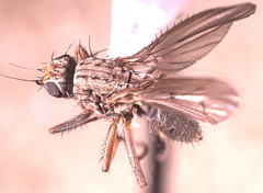 Heleomyzinae