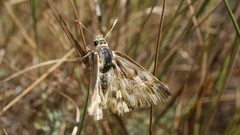 Muschampia lavatherae