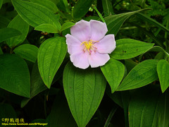 Melastoma candidum