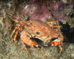 Goniosupradens hawaiensis