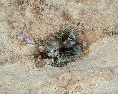 Dendrochirus barberi